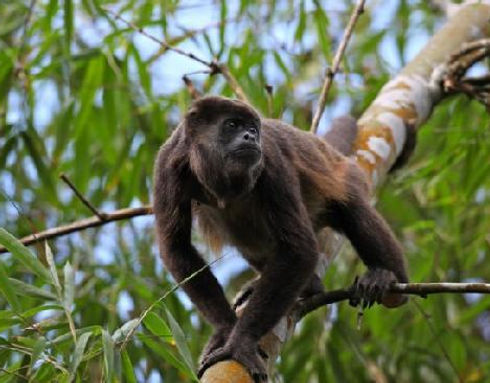Mono aullador en una reserva natural de Manabí