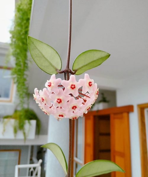 Flor ornamental en los jardines de Posada Tramontana