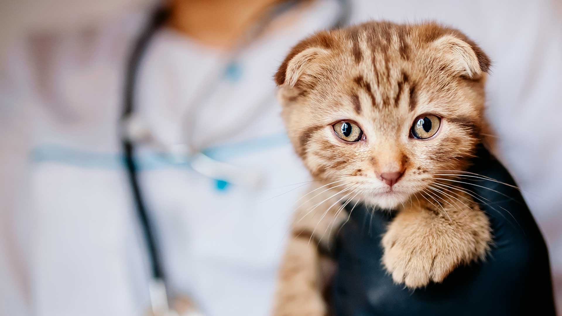 Gatito en control junto a su veterinaria en Vanguardia Vet
