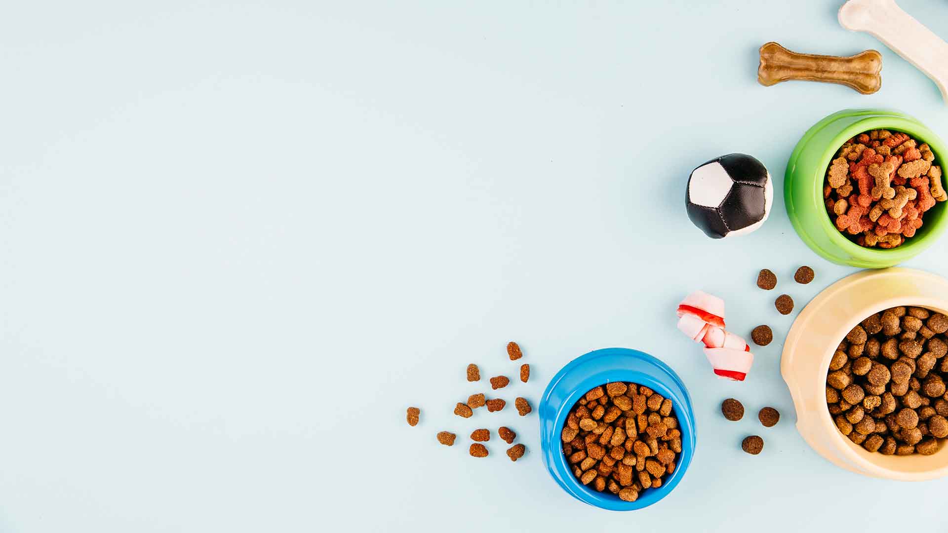 Alimento y juguetes para mascotas dispuestos en Vanguardia Vet